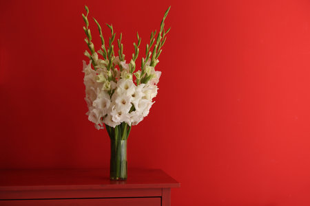 Vase with beautiful white gladiolus flowers on wooden table against red background, space for textの写真素材