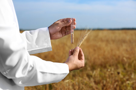 Agronomist holding test tube with wheat grains in field, closeup. Cereal farmingの写真素材