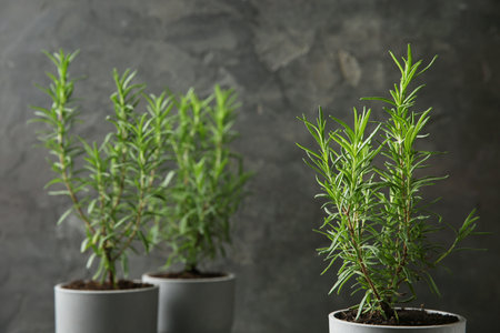 Pot with green rosemary bush against gray backgroundの写真素材