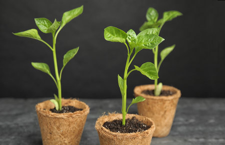Vegetable seedlings in peat pots on table against black backgroundの写真素材
