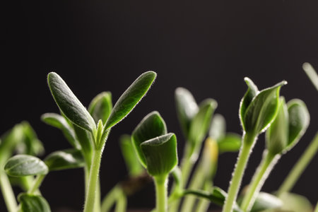 Little green seedlings growing against black background, closeup viewの写真素材