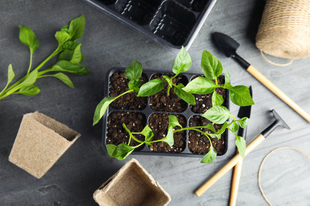 Flat lay composition with vegetable seedlings in plastic tray on gray tableの写真素材