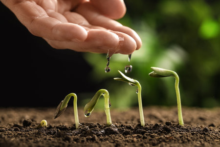 Woman watering little green seedlings in soil against blurred background, closeup viewの写真素材