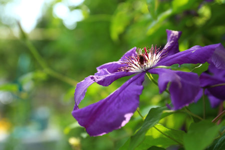 Beautiful blooming clematis in green garden on sunny day, closeup. Space for text