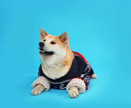 Cute Akita Inu dog in Christmas sweater on blue backgroundの写真素材