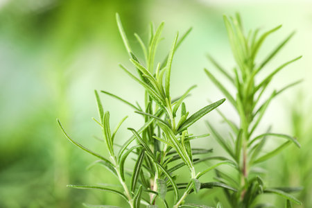 Twigs of fresh rosemary on blurred background, closeupの写真素材