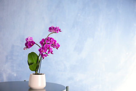 Flowerpot with blooming orchid on table against blue background, space for textの写真素材