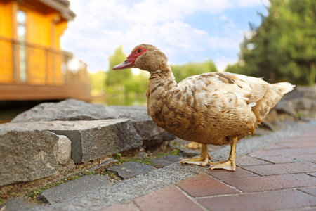 Brown duck in park on sunny dayの写真素材