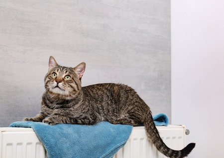 Cute tabby cat on heating radiator with plaid near light gray wallの写真素材