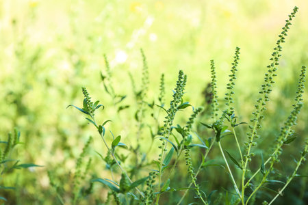 Blooming Ragweed (Ambrosia) bush outdoors, closeup. seasonal allergyの写真素材