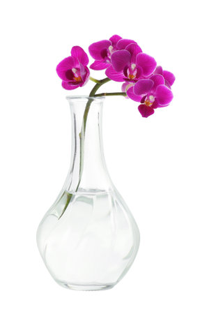 Orchid branch with beautiful flowers in vase on white backgroundの写真素材