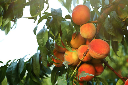 Fresh ripe peaches on tree in garden
