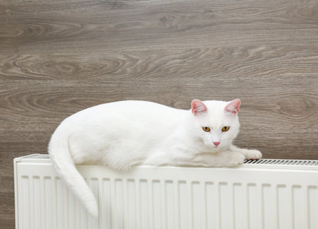 Cute white cat on heating radiator near wooden wallの写真素材