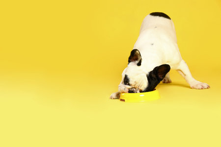 French bulldog eating food from bowl on yellow background. Space for textの写真素材