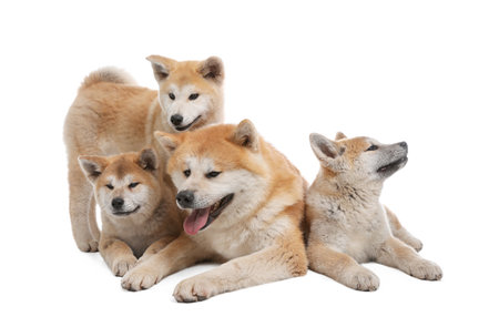 Adorable Akita Inu dog and puppies isolated on whiteの写真素材