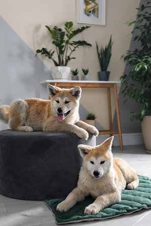 Cute Akita Inu dogs in room with houseplantsの写真素材