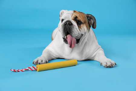 Adorable funny English bulldog with toy on light blue backgroundの写真素材
