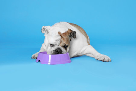 Adorable funny English bulldog with feeding bowl on light blue backgroundの写真素材