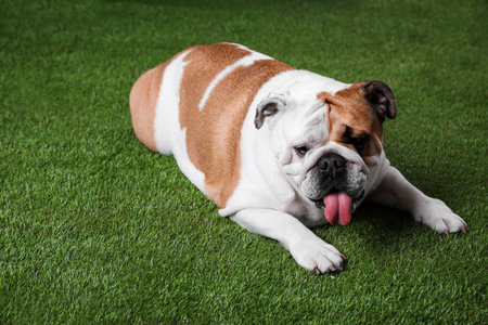 Adorable funny English bulldog lying on grassの写真素材