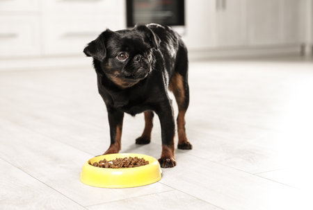 Adorable black Petit Brabancon dog with feeding bowl on wooden floorの写真素材