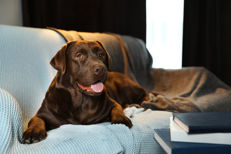 Cute chocolate Labrador retriever lying on couch at home. Warm and cozy winterの写真素材