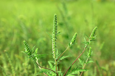 Blooming ragweed plant (Ambrosia genus) outdoors on sunny day. Seasonal allergyの写真素材