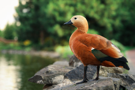 Brown duck in park on sunny dayの写真素材