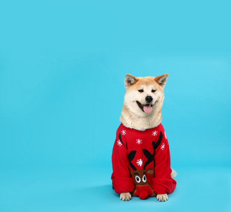Cute Akita Inu dog in Christmas sweater on blue background. Space for textの写真素材