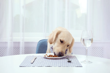 Cute funny dog eating at dining table indoorsの写真素材