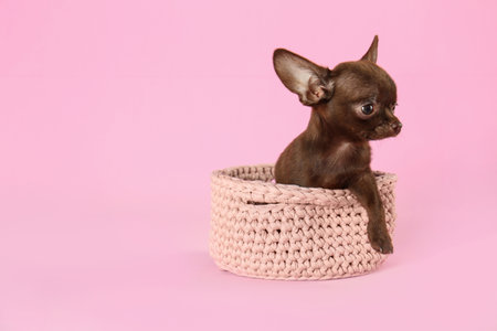 Cute small Chihuahua dog in knitted basket on pink background. Space for textの写真素材