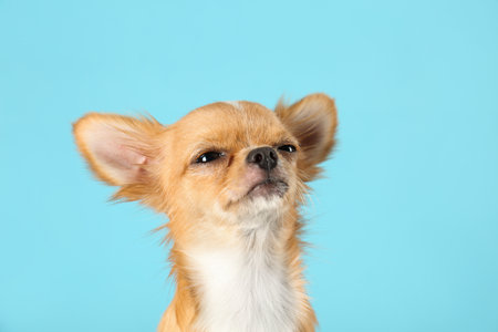 Cute small Chihuahua dog on light blue backgroundの写真素材