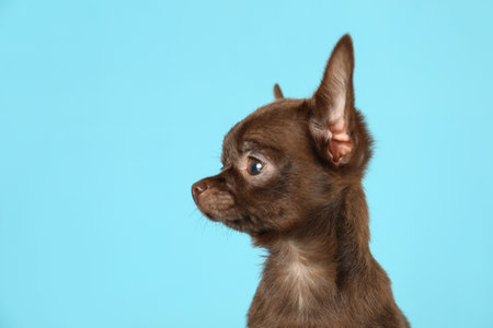 Cute small Chihuahua dog on light blue backgroundの写真素材