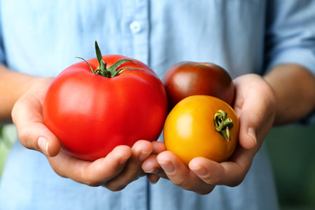 Woman holding different ripe tomatoes, closeup viewの写真素材