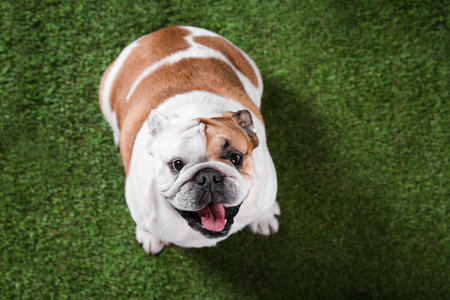 Adorable funny English bulldog on grass, above view. Space for textの写真素材