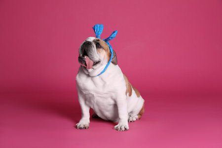 Adorable funny English bulldog with bow on pink backgroundの写真素材