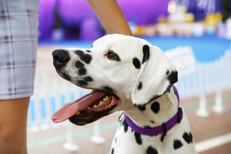 Owner with cute Dalmatian at dog show, closeup