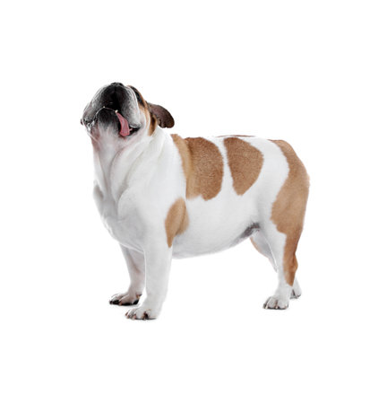 Adorable funny English bulldog on white backgroundの写真素材