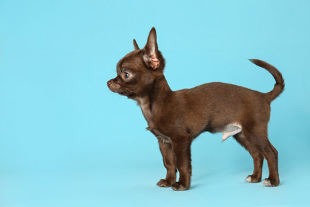 Cute small Chihuahua dog on light blue backgroundの写真素材