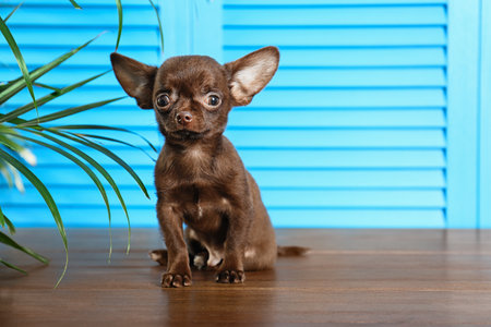 Cute small Chihuahua dog on wooden floor against light blue background. Space for textの写真素材