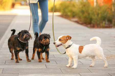Woman walking Jack Russell Terrier and Brussels Griffon dogs in parkの写真素材