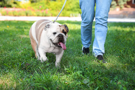Woman walking her funny English bulldog in park, closeupの写真素材