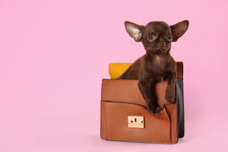 Cute small Chihuahua dog in female handbag on pink background. Space for textの写真素材