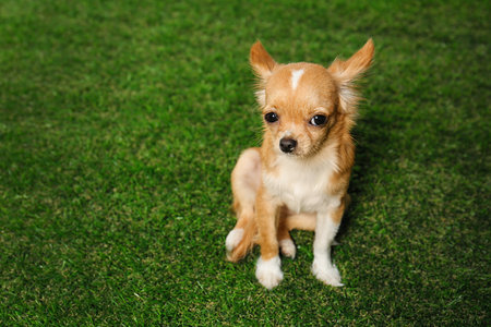 Cute small Chihuahua dog on green grass. Space for textの写真素材