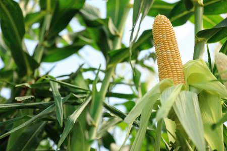 Ripe corn cobs in the field on a sunny dayの写真素材