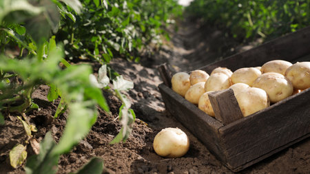 Wooden crate with raw potatoes in the fieldの写真素材