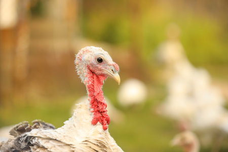 Domestic turkey with white feathers outdoors, closeup. Poultry farming