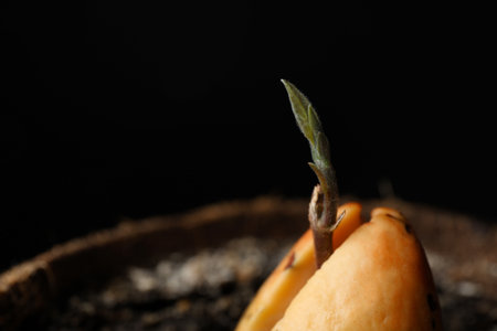 Avocado pit with sprout in pot, closeupの写真素材