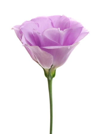 Beautiful fresh Eustoma flower on white background
