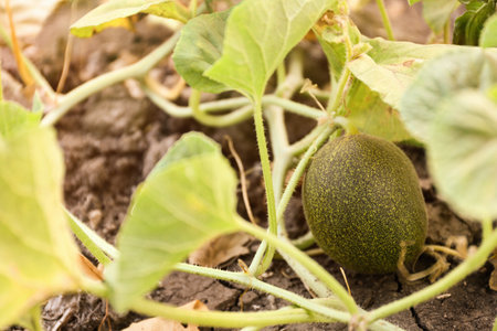 Fresh ripe juicy melon growing in the fieldの写真素材