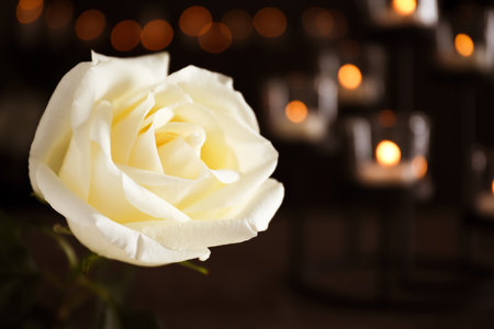 White rose and blurred burning candles on background, space for text. funeral symbolの写真素材